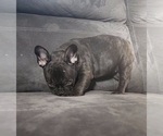 Small Photo #4 French Bulldog Puppy For Sale in RIVERBANK, CA, USA