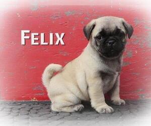 Pug Puppy for Sale in LIBERTY, Pennsylvania USA