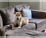 Small #1 Labrador Retriever Mix