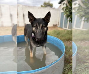 German Shepherd Dog-Unknown Mix Dogs for adoption in Chandler, AZ, USA