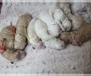 Goldendoodle (Miniature) Litter for sale in LAYTON, UT, USA