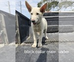 Puppy Leo German Shepherd Dog