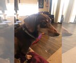 Small Photo #1 Dachshund Puppy For Sale in Tampa, FL, USA
