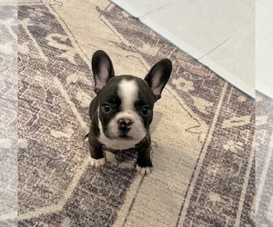 French Bulldog Puppy for sale in TAYLORSVILLE, KY, USA