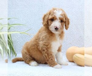 Goldendoodle Puppy for sale in NARVON, PA, USA
