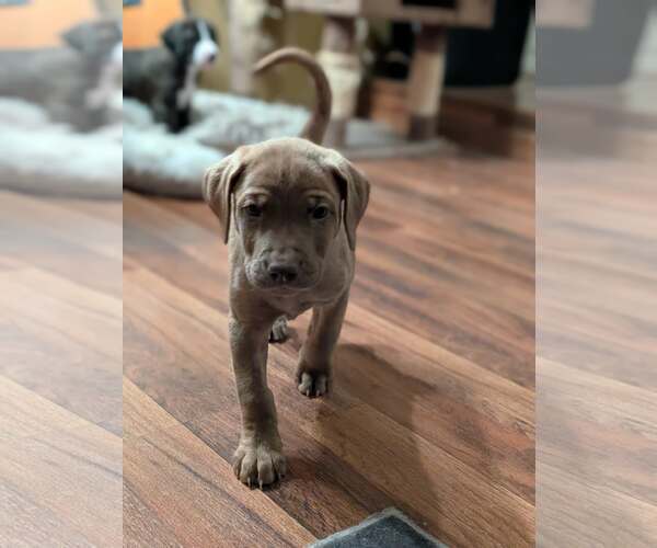 Medium Photo #2 Labrador Retriever-Unknown Mix Puppy For Sale in Plainfield, IL, USA