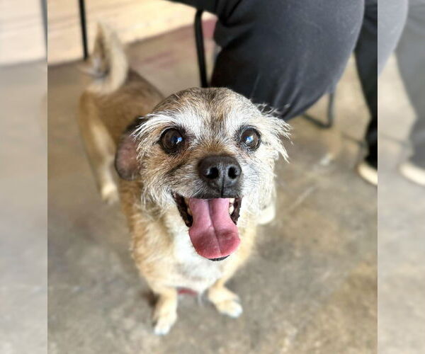 Medium Photo #3 Mutt Puppy For Sale in Phoenix, AZ, USA