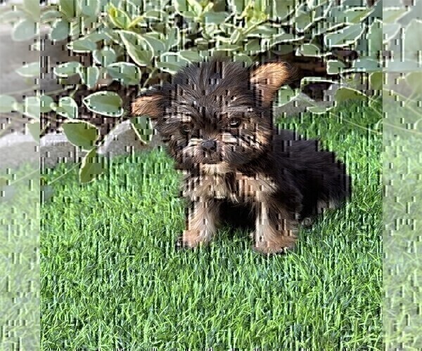 Medium Photo #21 Morkie Puppy For Sale in WINTER PARK, FL, USA