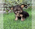 Small #20 Morkie