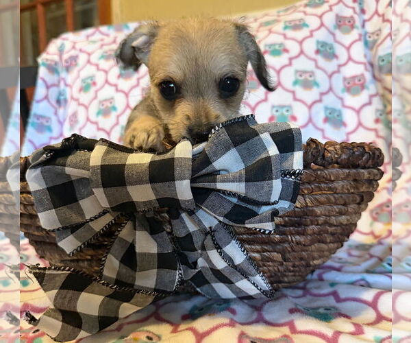 Medium Photo #5 Chihuahua-Unknown Mix Puppy For Sale in Pacolet, SC, USA