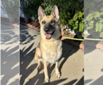 Small #9 German Shepherd Dog Mix