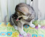 Small #1 Siberian Husky