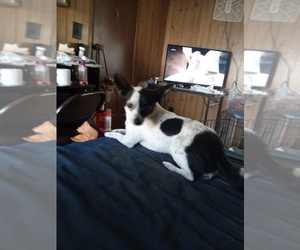 Father of the Chihuahua puppies born on 05/15/2026