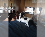 Small Photo #1 Chihuahua Puppy For Sale in SHALLOTTE, NC, USA