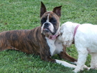 Small Photo #1 Boxer Puppy For Sale in BEECH ISLAND, SC, USA