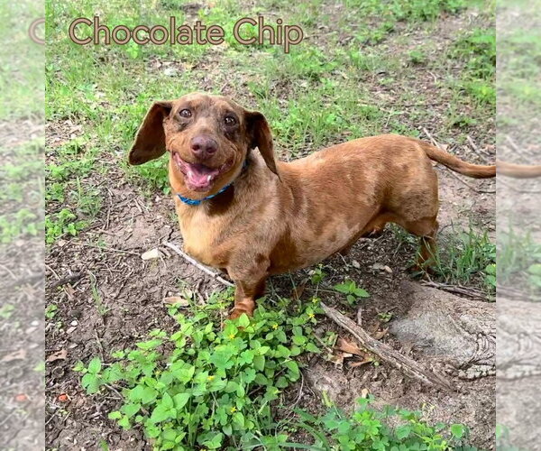 Medium Photo #11 Dachshund Puppy For Sale in San Antonio, TX, USA