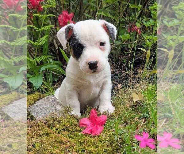 Medium Photo #1 Jack Russell Terrier Puppy For Sale in SANDOWN, NH, USA