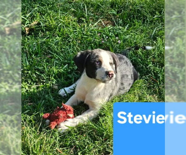 Medium Photo #8 Mutt Puppy For Sale in Wakefield, RI, USA