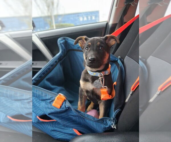 Medium Photo #5 German Shepherd Dog Puppy For Sale in Modesto, CA, USA