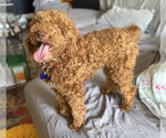 Small #1 Poodle (Miniature)
