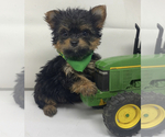 Small Photo #4 Shorkie Tzu Puppy For Sale in SELLERSBURG, IN, USA