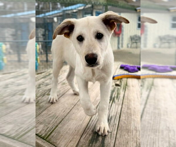 Medium Photo #3 Labrenees Puppy For Sale in MECHANICSBURG, PA, USA