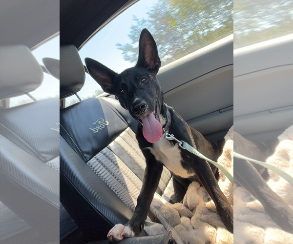 Medium Photo #2 Mutt Puppy For Sale in Holly Springs, NC, USA