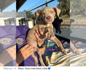 American Pit Bull Terrier Dogs for adoption in Pleasanton, TX, USA