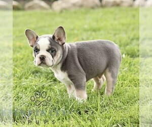 French Bulldog Puppy for sale in RONKS, PA, USA