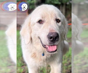 Great Pyrenees Dogs for adoption in Spring, TX, USA