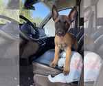 Small #1 Belgian Malinois