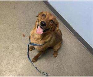 Golden Retriever Dogs for adoption in Bakersfield, CA, USA