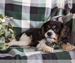 Small #3 Cavalier King Charles Spaniel