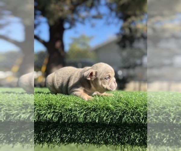 Medium Photo #8 English Bulldog Puppy For Sale in LONG BEACH, CA, USA