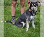 Small #1 Siberian Husky