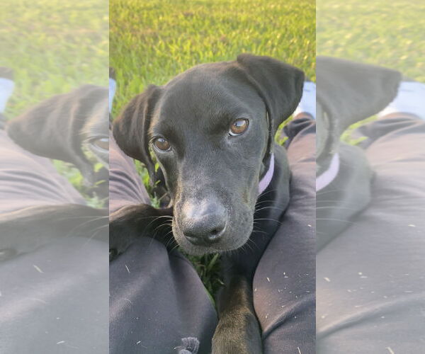Medium Photo #10 Labrador Retriever-Unknown Mix Puppy For Sale in Oakhurst, NJ, USA