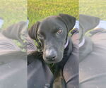 Small #9 Labrador Retriever Mix