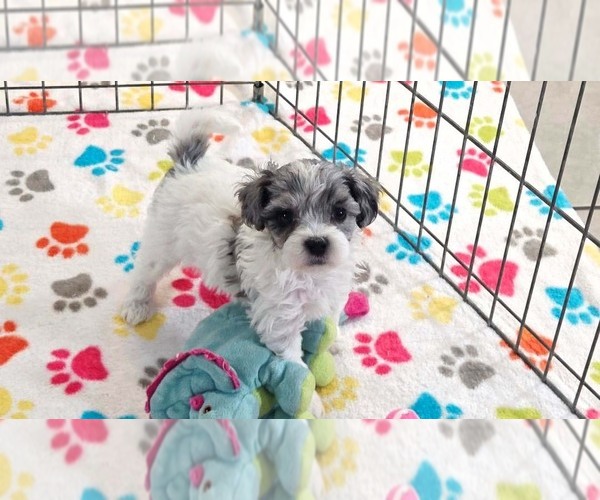 Medium Photo #3 Havapoo Puppy For Sale in ORO VALLEY, AZ, USA