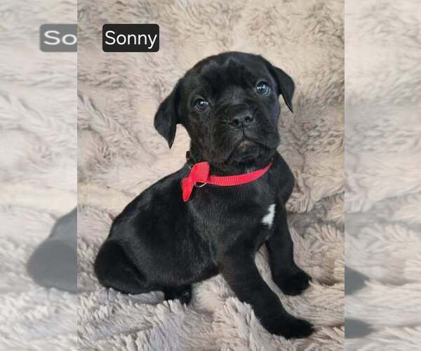 Medium Photo #4 Cane Corso Puppy For Sale in MINERAL WELLS, WV, USA