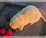 Small Photo #24 Golden Retriever Puppy For Sale in WOOSTER, OH, USA