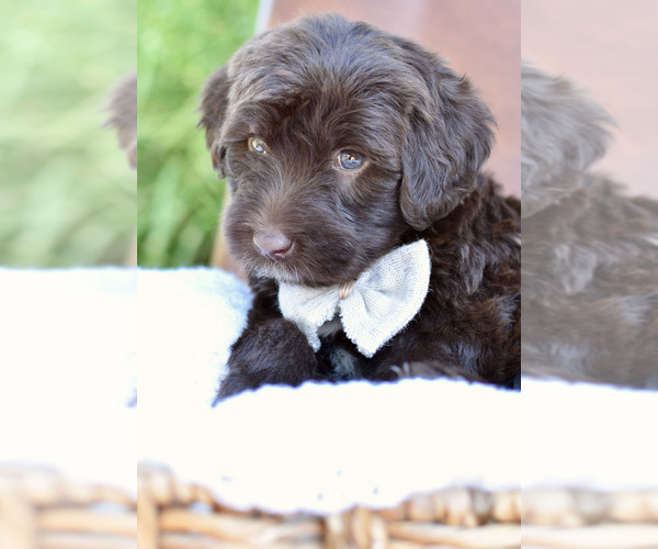 Medium Photo #6 Portuguese Water Dog Puppy For Sale in MILLERSBURG, OH, USA