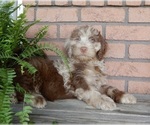 Small #5 Labradoodle