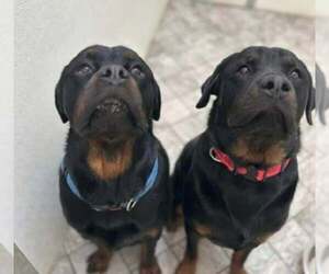 Rottweiler Dogs for adoption in phoenix, AZ, USA