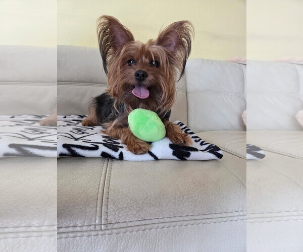 Medium Photo #3 Mutt Puppy For Sale in Morganville, NJ, USA