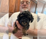 Small Photo #16 Poodle (Toy) Puppy For Sale in ARLINGTON HTS, IL, USA