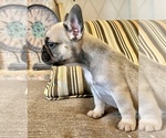 Small Photo #9 French Bulldog Puppy For Sale in ROCKWALL, TX, USA