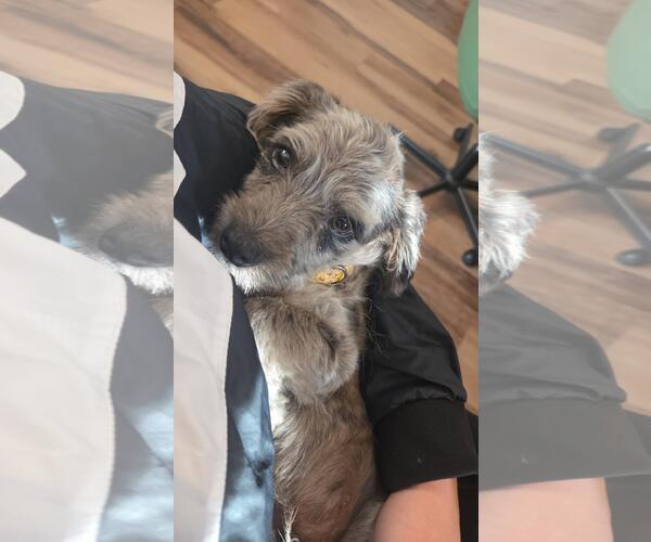 Medium Photo #5 Mutt Puppy For Sale in Brooklyn Center, MN, USA