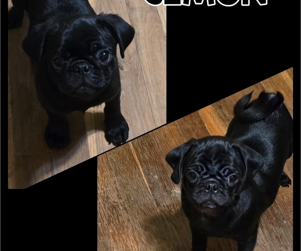 Medium Photo #1 Pug Puppy For Sale in KERNERSVILLE, NC, USA