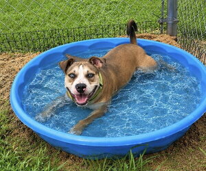 Bullypit Dogs for adoption in Oakhurst, NJ, USA