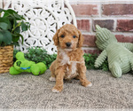 Small #21 Poodle (Miniature)